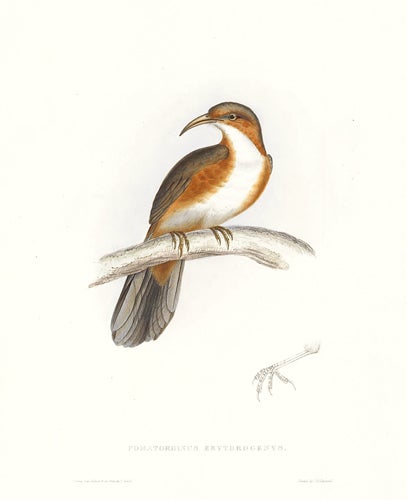 Item nr. 154816 Pomatorhinus Erythrogenys. A Century of Birds hitherto Unfigured from the Himalaya Mountains. John Gould.