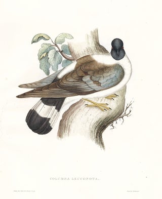 Item nr. 154817 Columba Leuconota. A Century of Birds hitherto Unfigured from the Himalaya...