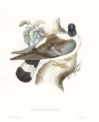 Columba Leuconota. A Century of Birds hitherto Unfigured from the Himalaya Mountains.