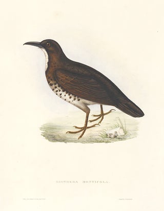 Item nr. 154818 Zoothera Monticola. A Century of Birds hitherto Unfigured from the Himalaya...