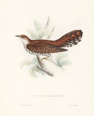 Item nr. 154819 Cuculus Himalayanus. A Century of Birds hitherto Unfigured from the Himalaya...