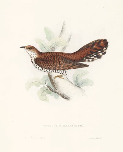 Item nr. 154819 Cuculus Himalayanus. A Century of Birds hitherto Unfigured from the Himalaya Mountains. John Gould.