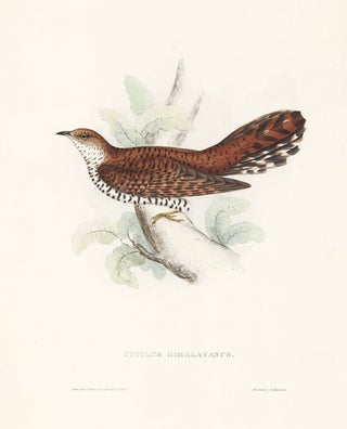 Cuculus Himalayanus. A Century of Birds hitherto Unfigured from the Himalaya Mountains.