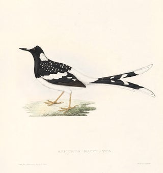 Item nr. 154822 Enicurus Maculatus. A Century of Birds hitherto Unfigured from the Himalaya...