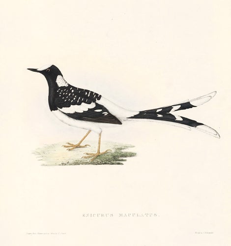 Item nr. 154822 Enicurus Maculatus. A Century of Birds hitherto Unfigured from the Himalaya Mountains. John Gould.