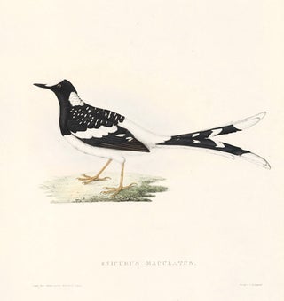 Enicurus Maculatus. A Century of Birds hitherto Unfigured from the Himalaya Mountains.