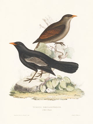 Item nr. 154823 Turdus Poecilopterus. A Century of Birds hitherto Unfigured from the Himalaya...