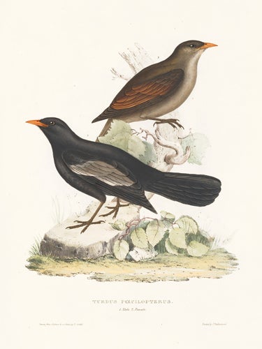 Item nr. 154823 Turdus Poecilopterus. A Century of Birds hitherto Unfigured from the Himalaya Mountains. John Gould.