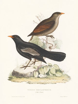 Turdus Poecilopterus. A Century of Birds hitherto Unfigured from the Himalaya Mountains.