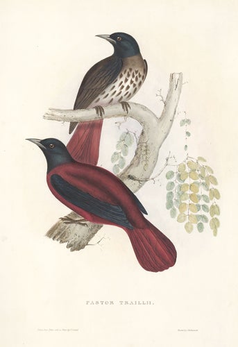 Item nr. 154824 Pastor Traillii. A Century of Birds hitherto Unfigured from the Himalaya Mountains. John Gould.