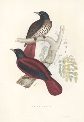 Pastor Traillii. A Century of Birds hitherto Unfigured from the Himalaya Mountains.