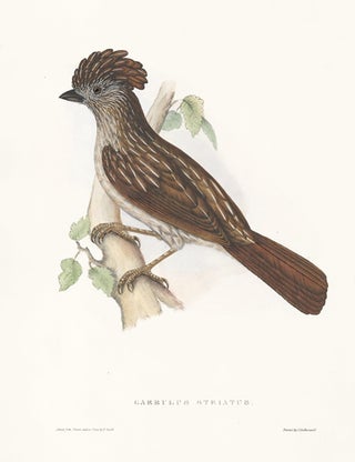 Item nr. 154825 Garrulus Striatus. A Century of Birds hitherto Unfigured from the Himalaya...