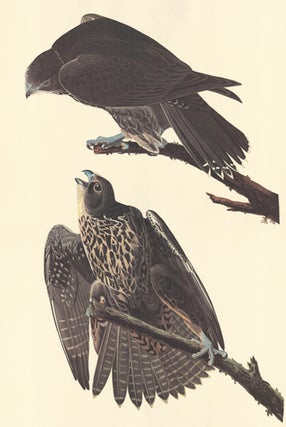 Item nr. 154833 Labrador Falcon. John James Audubon