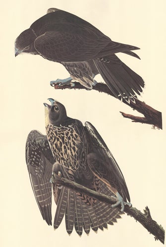 Item nr. 154833 Labrador Falcon. John James Audubon.