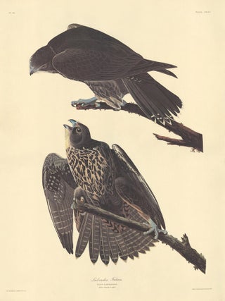 Labrador Falcon.