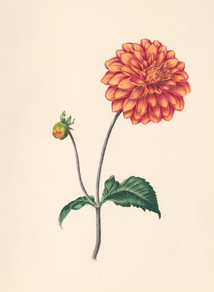 Item nr. 154834 Dahlia. Flora's Gems. James Andrews