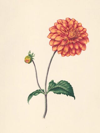 Dahlia. Flora's Gems