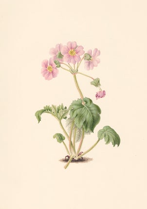 Item nr. 154835 Primula. Flora's Gems. James Andrews