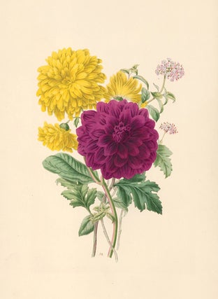 Item nr. 154836 Chrysanthemum, Heliotrope and Dahlia. Flora's Gems. James Andrews