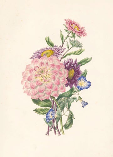 Item nr. 154837 Dahlia, China Aster and Covolvulus. Flora's Gems. James Andrews.