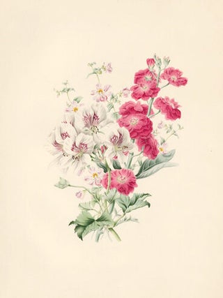 White Geranium, Schizanthus. Flora's Gems.