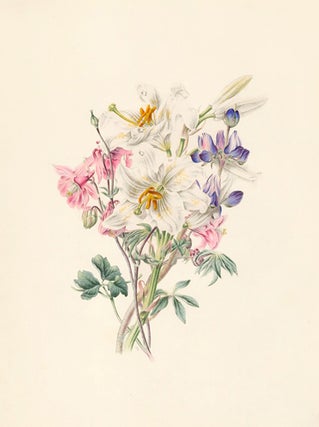 Columbine, White Lily, Lupine. Flora's Gems