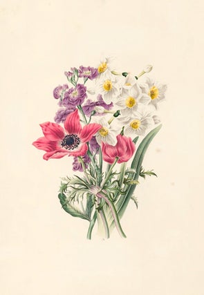 Item nr. 154851 Narcissus, Anemone, Purple Stock. Flora's Gems. James Andrews