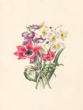 Narcissus, Anemone, Purple Stock. Flora's Gems