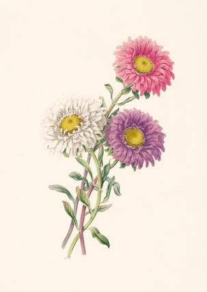 Item nr. 154855 China Aster. Flora's Gems. James Andrews
