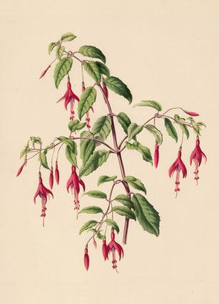 Item nr. 154856 Fuschia. Flora's Gems. James Andrews