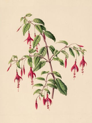 Fuschia. Flora's Gems.