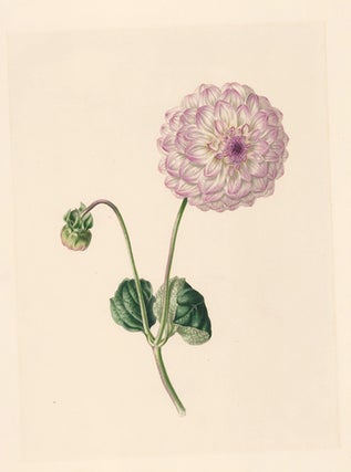 Item nr. 154859 Dahlia. Flora's Gems. James Andrews