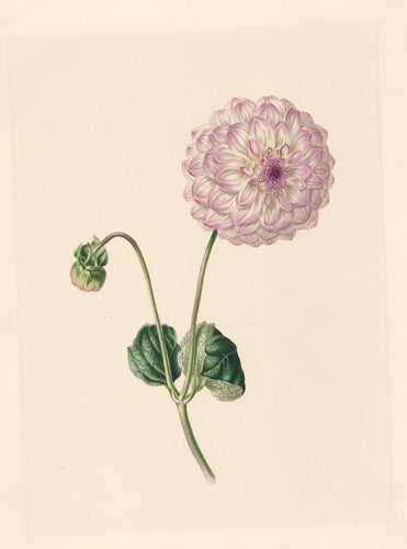 Item nr. 154859 Dahlia. Flora's Gems. James Andrews.