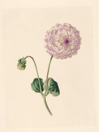 Dahlia. Flora's Gems.