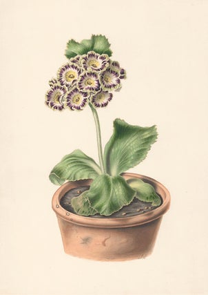 Item nr. 154860 Purple and White Flower. Flora's Gems. James Andrews