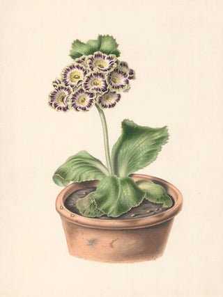 Purple and White Flower. Flora's Gems.
