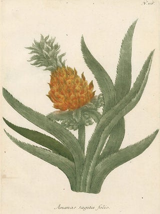 Item nr. 154873 Ananas Sagita Folio. Phytanthoza Iconographia. Johann Wilhelm Weinmann