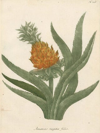 Ananas Sagita Folio. Phytanthoza Iconographia.