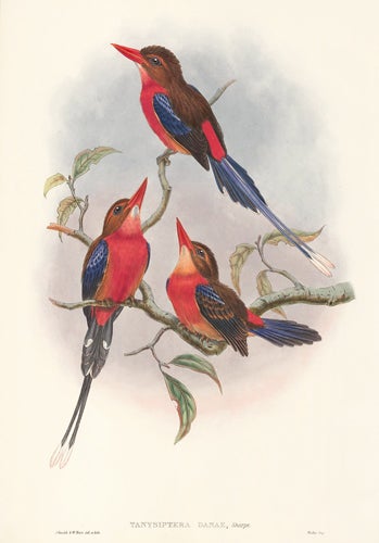 Item nr. 154879 Tanysiptera Danae. The Birds of New Guinea and the Adjacent Papuan Islands. John Gould, Richard Bowder Sharpe.