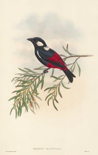 Item nr. 154882 Peltops Blainvilii. The Birds of New Guinea and the Adjacent Papuan Islands. John Gould, Richard Bowder Sharpe.