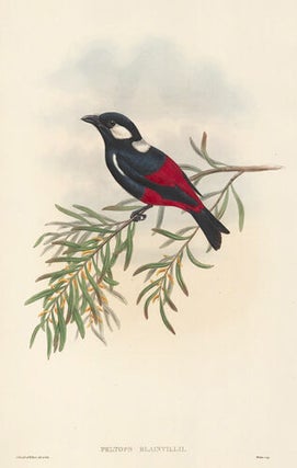Peltops Blainvilii. The Birds of New Guinea and the Adjacent Papuan Islands...