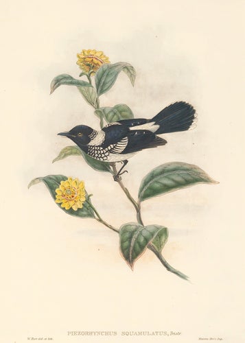 Item nr. 154883 Piezorhynchus Squalmulatus. The Birds of New Guinea and the Adjacent Papuan Islands. John Gould, Richard Bowder Sharpe, RIchard Bowdler Sharpe.