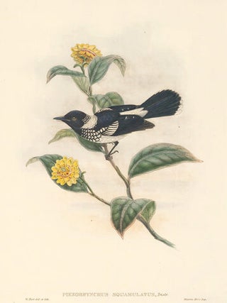 Piezorhynchus Squalmulatus. The Birds of New Guinea and the Adjacent Papuan Islands...