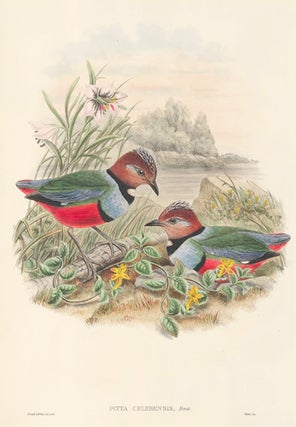 Item nr. 154884 Pitta Celebensis. The Birds of New Guinea and the Adjacent Papuan Islands. John...