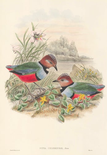 Item nr. 154884 Pitta Celebensis. The Birds of New Guinea and the Adjacent Papuan Islands. John Gould, Richard Bowder Sharpe, RIchard Bowdler Sharpe.