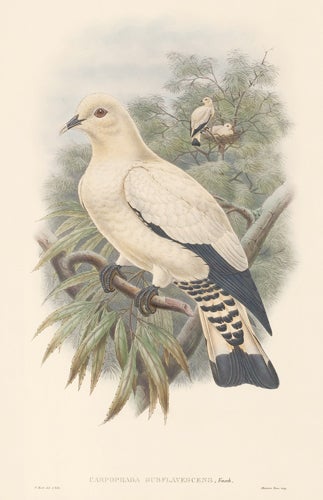 Item nr. 154885 Carpophaga Subflavescens. The Birds of New Guinea and the Adjacent Papuan Islands. John Gould, Richard Bowder Sharpe, RIchard Bowdler Sharpe.