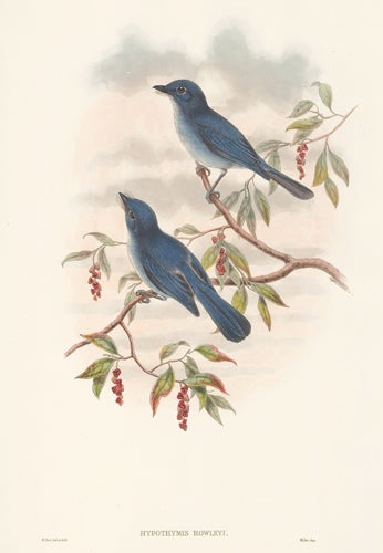 Item nr. 154886 Hypothymis Rowleyi. The Birds of New Guinea and the Adjacent Papuan Islands. John Gould, Richard Bowder Sharpe, RIchard Bowdler Sharpe.