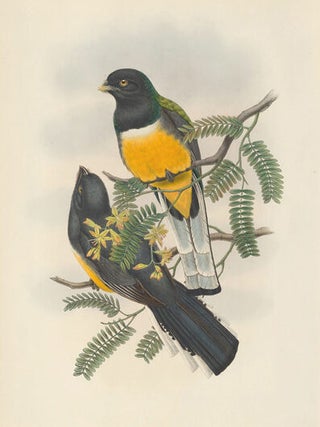 Trogon Citreslus. A Monograph of the Trogonidae or Family of Trogons.