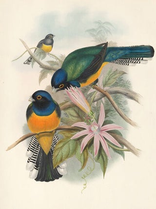 Trogon Ramoniana. A Monograph of the Trogonidae or Family of Trogons.