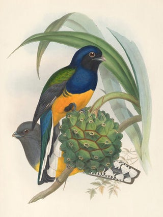 Trogon Viridis. A Monograph of the Trogonidae or Family of Trogons.